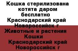Кошка стерилизована котята даром бесплатно - Краснодарский край, Новороссийск г. Животные и растения » Кошки   . Краснодарский край,Новороссийск г.